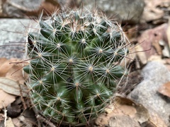 Mammillaria wrightii wilcoxii