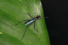 Cliobata