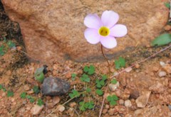 Oxalis inconspicua