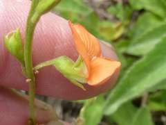 Tephrosia acaciifolia