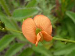 Tephrosia acaciifolia