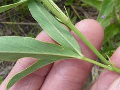 Tephrosia acaciifolia