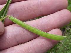 Tephrosia acaciifolia