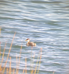 Rollandia microptera