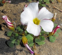 Oxalis psammophila