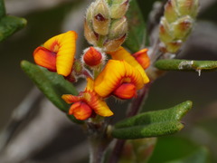 Gastrolobium polystachyum