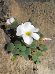 Oxalis psammophila