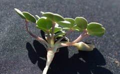Oxalis psammophila