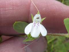Justicia anagalloides