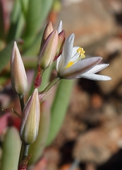 Ornithogalum hispidum hispidum