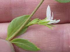 Justicia anagalloides