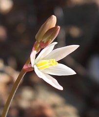 Ornithogalum hispidum hispidum