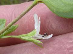 Justicia anagalloides