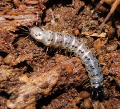 Scolecocampa