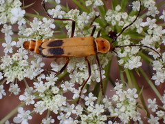 Chauliognathus discus