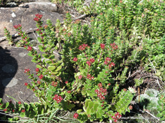 Crassula obovata