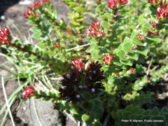 Crassula obovata