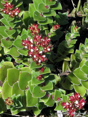 Crassula obovata