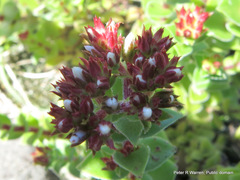 Crassula obovata
