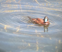 Oxyura ferruginea