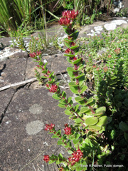 Crassula obovata