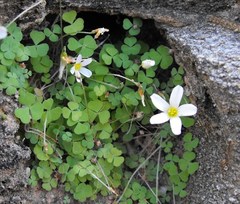 Oxalis inconspicua