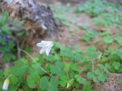 Oxalis inconspicua