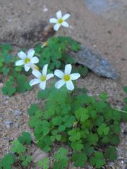 Oxalis inconspicua