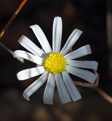 Crassothonna capensis