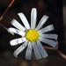 Othonna crassifolia Harv. 2