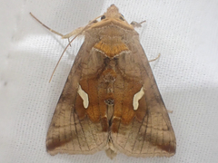 Autographa metallica