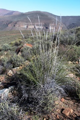 Tenaxia stricta