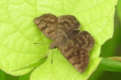 Pellicia dimidiata