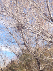 Auriparus flaviceps