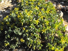 Roepera cordifolia