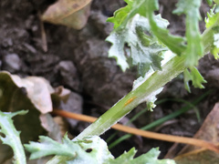 Puccinia lagenophorae image