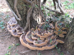 Ganoderma