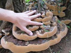 Ganoderma