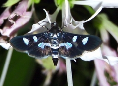 Desmia subdivisalis