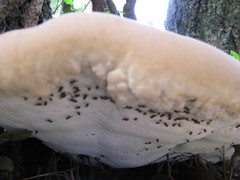 Ganoderma