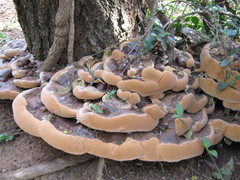 Ganoderma