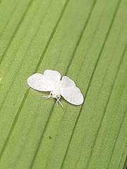 Aleyrodidae