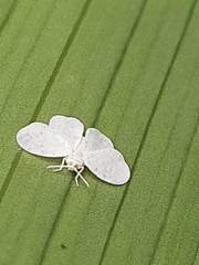 Aleyrodidae