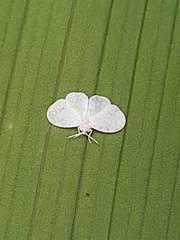 Aleyrodidae