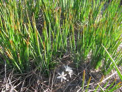 Trachyandra chlamydophylla