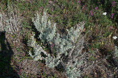 Artemisia alaskana