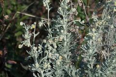 Artemisia alaskana
