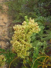 Protea witches broom phytoplasma