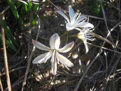 Trachyandra chlamydophylla