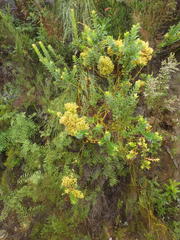 Protea witches broom phytoplasma